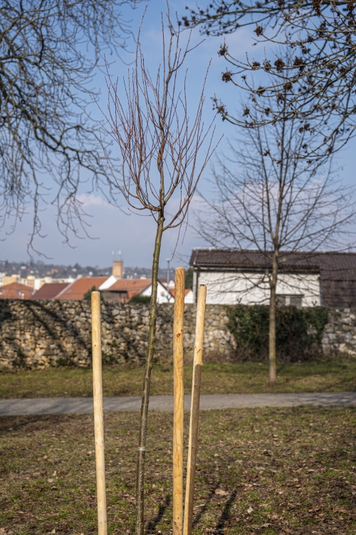 202603041519550.nmnv-jk-2026-185