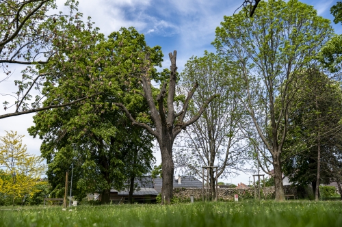 202605051251040.dlazba-z-zoostrom-2026-18