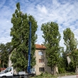 BEZPEČNOSTNÝ REZ TOPOĽOVEJ ALEJE NA ULICI J. KOLLÁRA